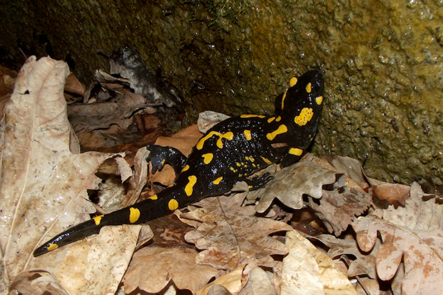 Salamandra salamandra