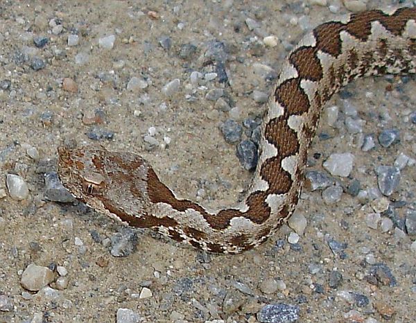 Vipera ammodytes