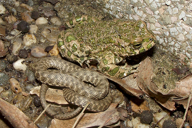 Natrix tessellata