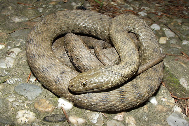 Natrix tessellata