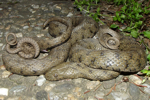 Natrix tessellata