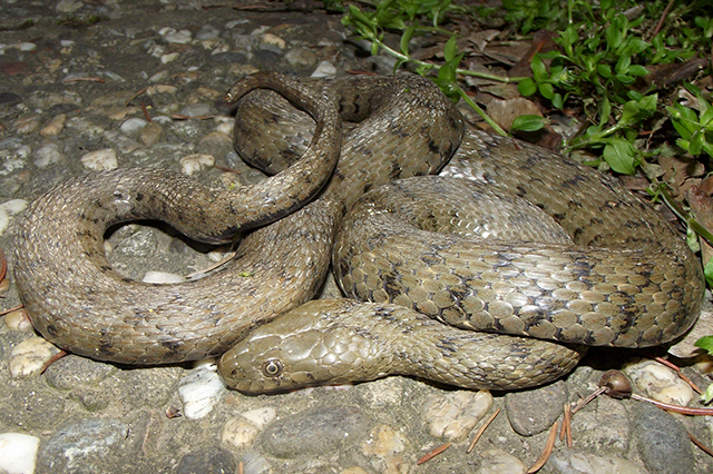 Natrix tessellata