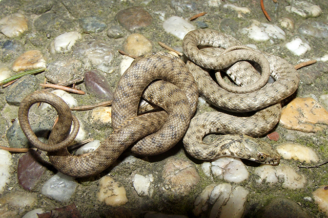 Natrix tessellata