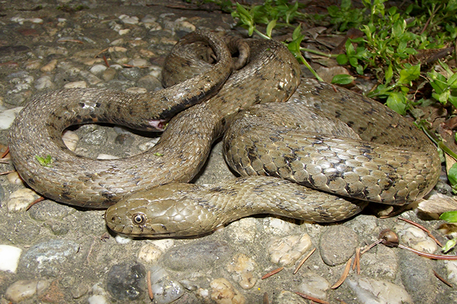 Natrix tessellata