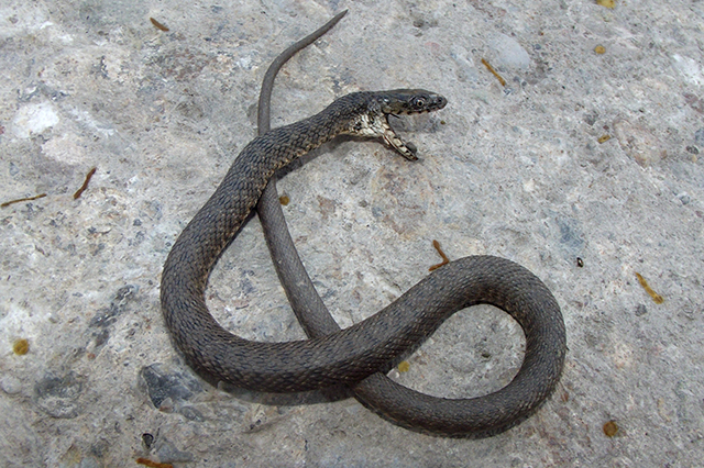 Natrix tessellata