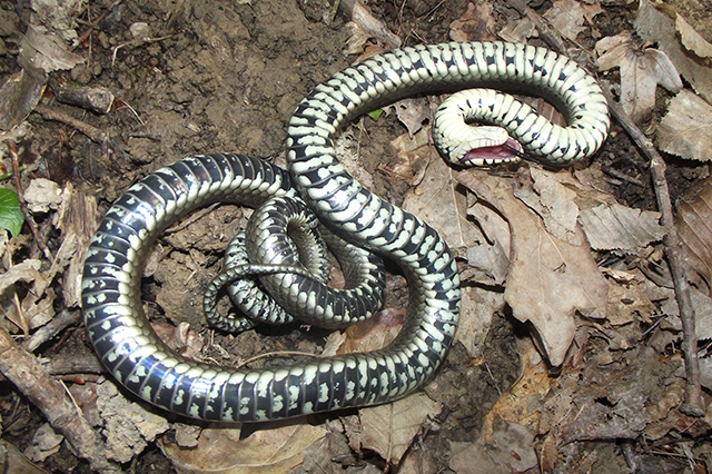 Grass Snake Natrix Natrix Playing Dead Stock Photo 164627012