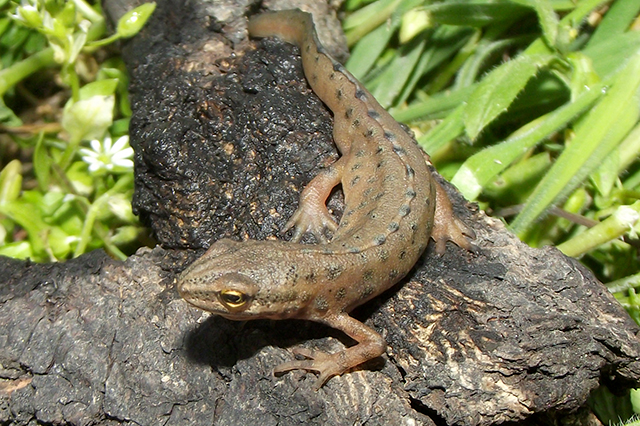 Lissotriton vulgaris