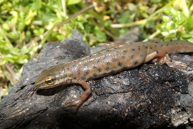 Lissotriton vulgaris