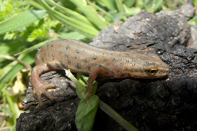 Lissotriton vulgaris