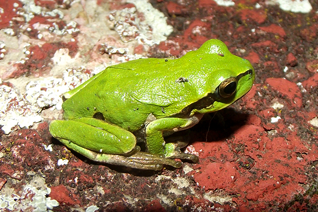 Hyla arborea