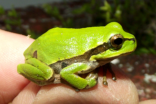 Hyla arborea