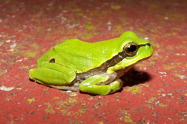 Hyla arborea