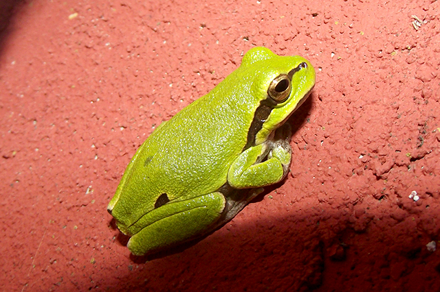 Hyla arborea