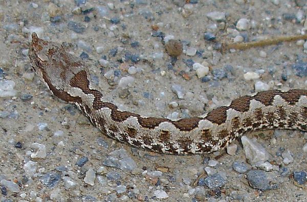 Vipera ammodytes