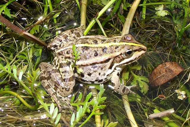 Pelophylax/Rana sp.