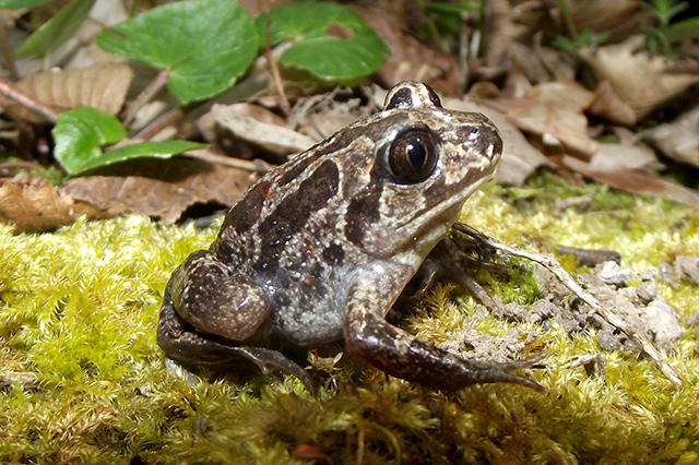 Pelobates fuscus