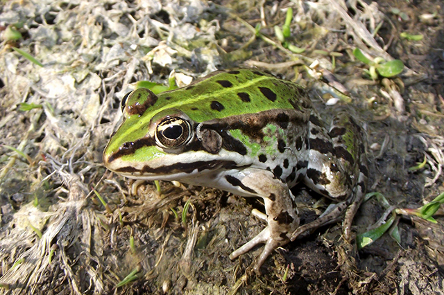 Pelophylax kl. esculentus