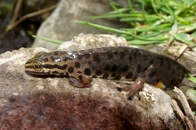 Lissotriton vulgaris