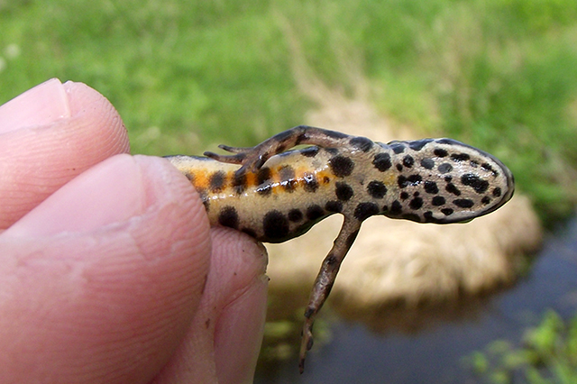 Lissotriton vulgaris