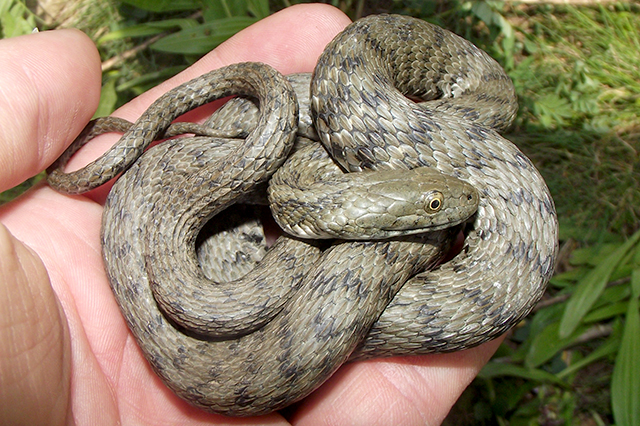 Natrix tessellata