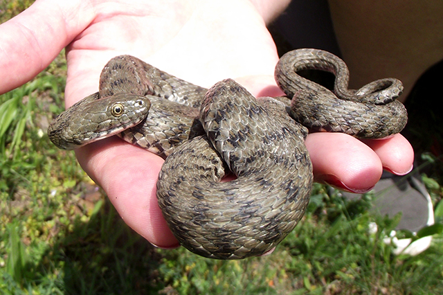 Natrix tessellata