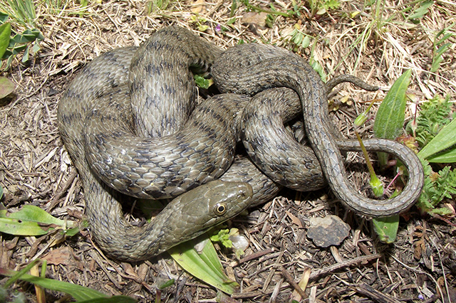 Natrix tessellata