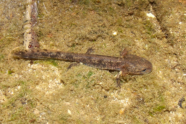 Salamandra salamandra