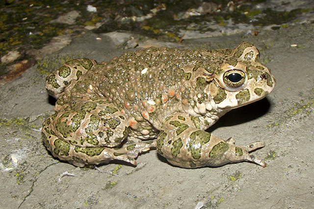 Pseudepidalea viridis