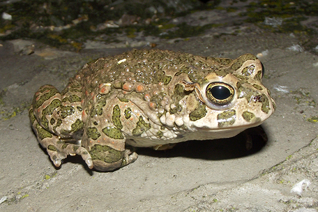 Pseudepidalea viridis