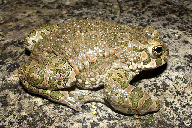 Pseudepidalea viridis