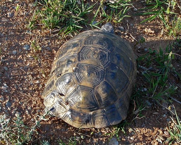 Testudo graeca