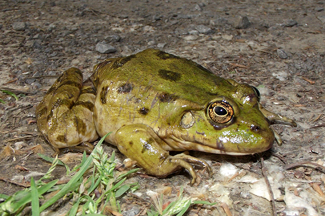 Pelophylax ridibundus
