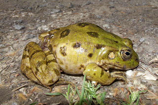 Pelophylax ridibundus