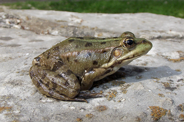 Pelophylax ridibundus