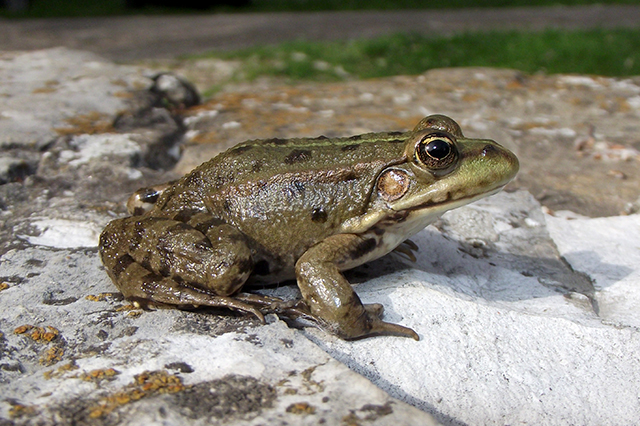 Pelophylax ridibundus