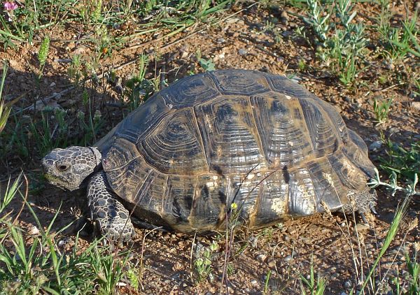 Testudo graeca