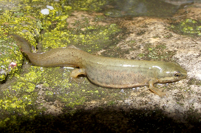 Lissotriton vulgaris