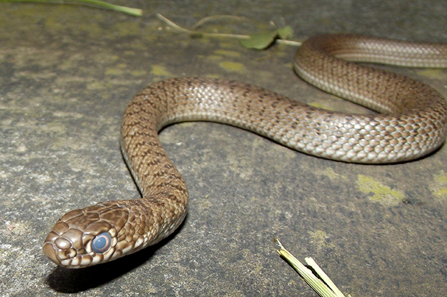 Dolichophis caspius