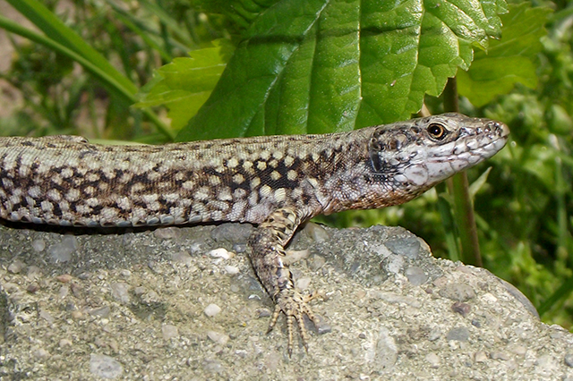 Podarcis muralis