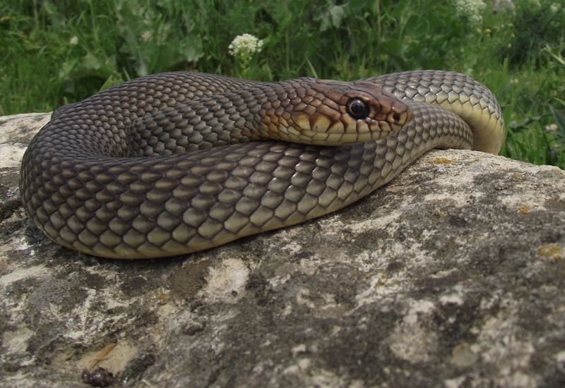 Dolichophis caspius