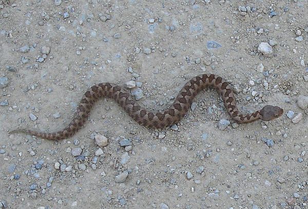 Vipera ammodytes