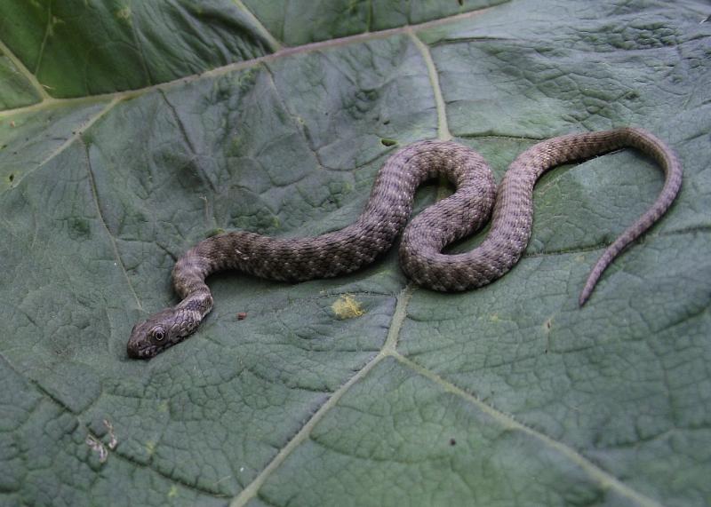 Natrix tessellata