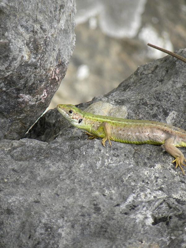 Lacerta viridis