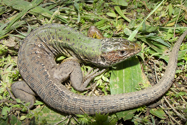 Lacerta viridis