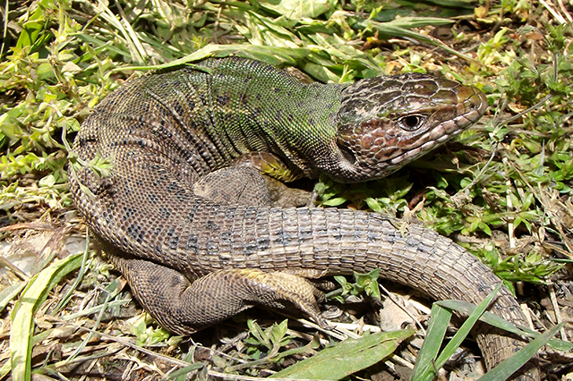 Lacerta viridis