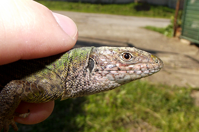 Lacerta viridis