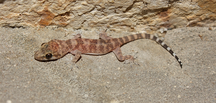 Hemidactylus turcicus