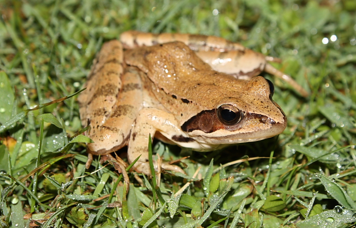 Rana dalmatina