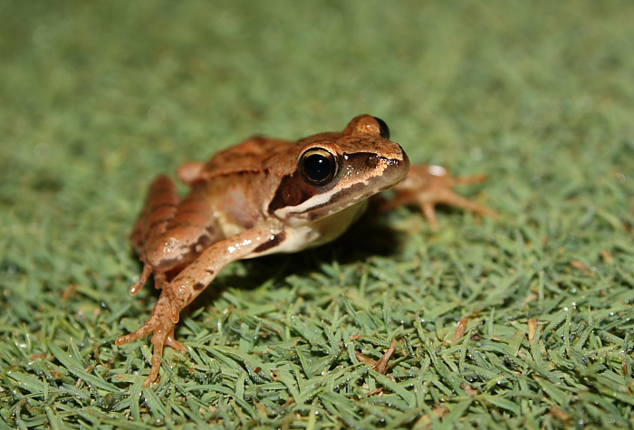 Rana dalmatina