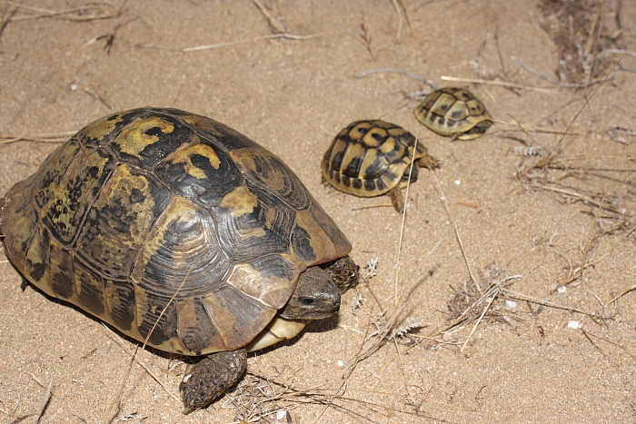 Testudo hermanni